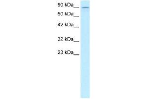 KIF5B antibody used at 1 ug/ml to detect target protein. (KIF5B antibody  (C-Term))