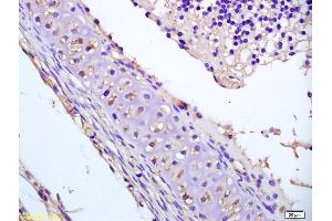 Formalin-fixed and paraffin embedded mouse embryo labeled with Anti-phospho-DVL2(Thr224) Polyclonal Antibody, Unconjugated (ABIN1386910) at 1:200 followed by conjugation to the secondary antibody and DAB staining. (DVL2 antibody  (pThr224))