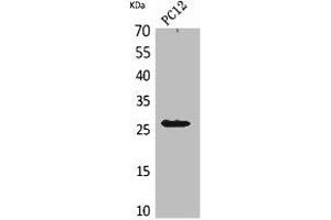 Western Blot analysis of PC12 cells using POLR3G Polyclonal Antibody. (POLR3G antibody  (Internal Region))
