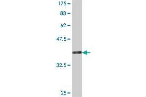 Western Blot detection against Immunogen (37. (GJC1 antibody  (AA 297-396))