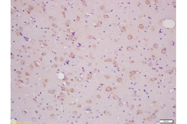 SLCO2B1 antibody  (AA 531-630)