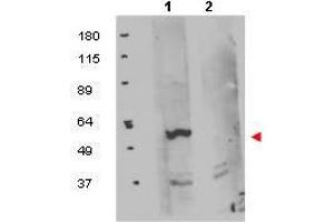 Image no. 1 for anti-FK506 Binding Protein 8, 38kDa (FKBP8) (Internal Region) antibody (ABIN294113) (FKBP8 antibody  (Internal Region))