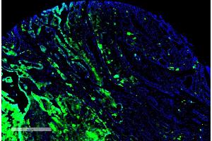 Immunohistochemistry analysis using Mouse Anti-Thyroid Hormone Receptor Monoclonal Antibody, Clone H43 (ABIN6952047). (THRA antibody  (Atto 594))