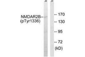Western blot analysis of extracts from Jurkat cells treated with TNF 20ng/ml 30', using NMDAR2B (Phospho-Tyr1336) Antibody. (GRIN2B antibody  (pTyr1336))