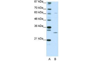 MED7 antibody  (N-Term)