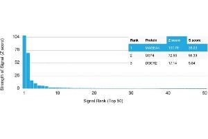 Analysis of Protein Array containing more than 19,000 full-length human proteins using MAGEA4 Mouse Monoclonal Antibody (CPTC-MAGEA4-1). (MAGEA4 antibody)