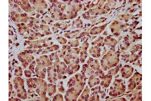 INF2 antibody  (AA 926-1047)