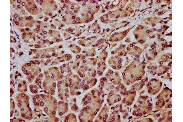 INF2 antibody  (AA 926-1047)