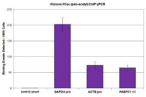Histone H3ac (pan-acetyl) antibody (pAb) tested by ChIP.