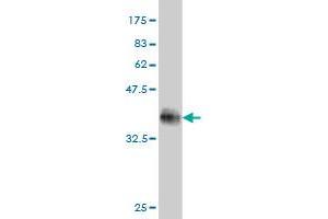 Western Blot detection against Immunogen (33. (DUSP22 antibody  (AA 112-184))