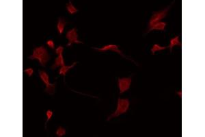 ABIN6275208 staining HepG2 by IF/ICC. (LILRA2 antibody  (C-Term))