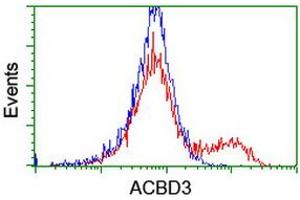 HEK293T cells transfected with either RC208434 overexpress plasmid (Red) or empty vector control plasmid (Blue) were immunostained by anti-ACBD3 antibody (ABIN2455867), and then analyzed by flow cytometry. (ACBD3 antibody)