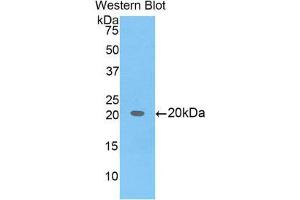 Western Blotting (WB) image for anti-BCL2-Like 2 (BCL2L2) (AA 22-189) antibody (ABIN1858124) (BCL2L2 antibody  (AA 22-189))