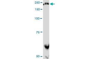 PLXNA2 monoclonal antibody (M06), clone 2G5. (Plexin A2 antibody  (AA 1-164))