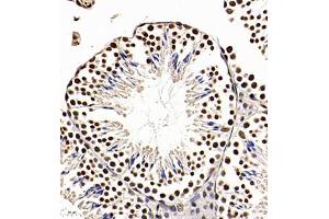 Apoptosis Inhibitor 5 antibody