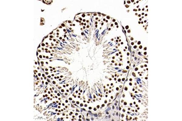 Apoptosis Inhibitor 5 antibody