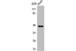 Western Blot analysis of Jurkat cells using SR-1A Polyclonal Antibody (Serotonin Receptor 1A antibody  (C-Term))