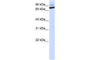 XAB2 antibody used at 0. (XAB2 antibody  (C-Term))