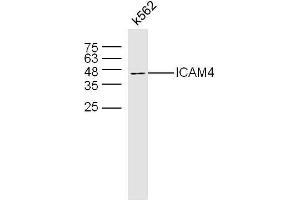 K562 lysates probed with ICAM4 Polyclonal Antibody, Uconjugated  at 1:300 overnight at 4°C followed by a conjugated secondary antibody at 1:10000 for 60 minutes at 37°C. (ICAM4 antibody  (AA 85-180))