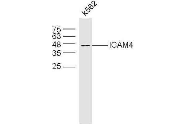 ICAM4 抗体  (AA 85-180)