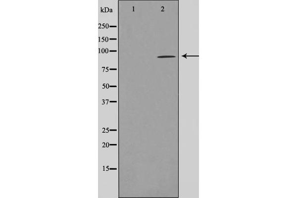 AKAP2 antibody  (N-Term)