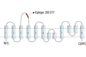 anti-Solute Carrier Family 1 Member 5 (SLC1A5) (2nd Extracellular Loop), (AA 202-217) antibody (PE)