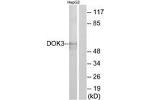 Western blot analysis of extracts from HepG2 cells, using DOK3 Antibody. (DOK3 antibody  (AA 101-150))