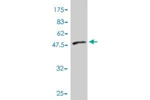 Western Blot detection against Immunogen (37. (p130 antibody  (AA 416-515))