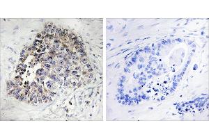 Peptide - + (CYP2S1 antibody)