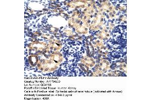 Human kidney (RNF2 antibody  (Middle Region))