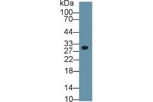 Detection of PHB in Mouse Cerebrum lysate using Polyclonal Antibody to Prohibitin (PHB) (Prohibitin antibody  (AA 177-272))