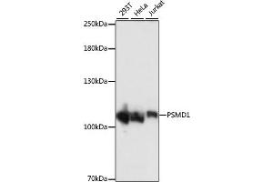 Western blot analysis of extracts of various cell lines, using PSMD1 antibody (ABIN7269586) at 1:1000 dilution. (PSMD1 antibody  (AA 794-953))