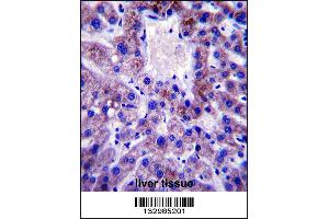 UBE2W Antibody immunohistochemistry analysis in formalin fixed and paraffin embedded human liver tissue followed by peroxidase conjugation of the secondary antibody and DAB staining. (UBE2W antibody  (C-Term))