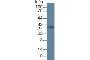 Western Blot; Sample: Rat Bone marrow lysate; Primary Ab: 2µg/ml Rabbit Anti-Human CEBPd Antibody Second Ab: 0. (CEBPD antibody  (AA 51-252))