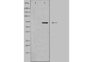 Western blot analysis of extracts from RAW264. (SCNN1D antibody  (C-Term))