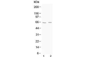 Western blot testing of 1) rat brain and 2) mouse brain lysate with GAD65 antibody at 0. (GAD65 antibody  (AA 131-164))