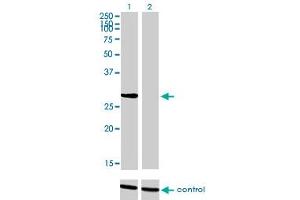 Western blot analysis of NRBP2 over-expressed 293 cell line, cotransfected with NRBP2 Validated Chimera RNAi (Lane 2) or non-transfected control (Lane 1).