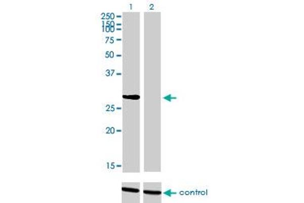 NRBP2 Antikörper  (AA 151-258)