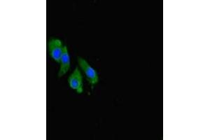 Immunofluorescent analysis of Hela cells using ABIN7148947 at dilution of 1:100 and Alexa Fluor 488-congugated AffiniPure Goat Anti-Rabbit IgG(H+L) (Cyclin O antibody  (AA 1-257))