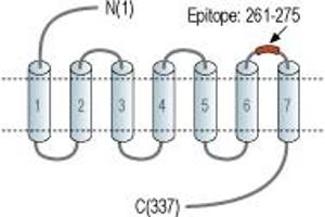 anti-Cysteinyl Leukotriene Receptor 1 (CYSLTR1) (3rd Extracellular Loop), (AA 261-275) antibody (FITC)