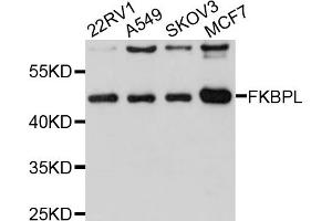 Western blot analysis of extracts of various cell lines, using FKBPL antibody (ABIN1876192) at 1:1000 dilution. (FKBPL antibody)