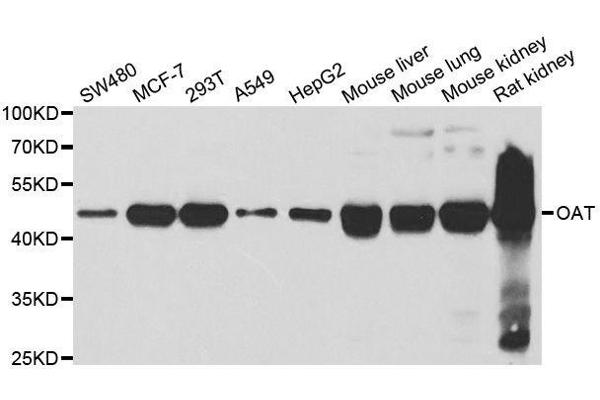 OAT antibody  (AA 160-439)