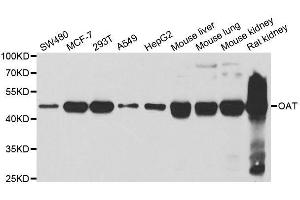 Western blot analysis of extracts of various cell lines, using OAT antibody. (OAT antibody  (AA 160-439))
