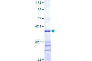 CNR1 Protein (AA 1-110) (GST tag)