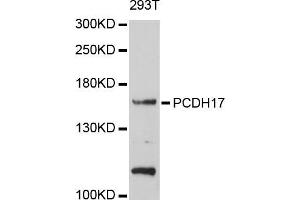 Western blot analysis of extracts of 293T cells, using PCDH17 antibody (ABIN5998468) at 1/1000 dilution. (PCDH17 antibody)
