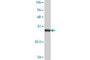 PCDHGB4 antibody  (AA 224-323)