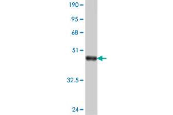 PCDHGB4 antibody  (AA 224-323)