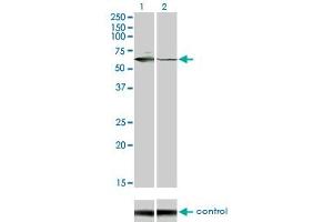 Western blot analysis of STK33 over-expressed 293 cell line, cotransfected with STK33 Validated Chimera RNAi (Lane 2) or non-transfected control (Lane 1).