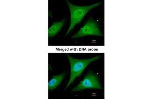 Immunofluorescence (IF) image for anti-Nuclear Factor of kappa Light Polypeptide Gene Enhancer in B-Cells Inhibitor, alpha (NFKBIA) (Center) antibody (ABIN2856763)