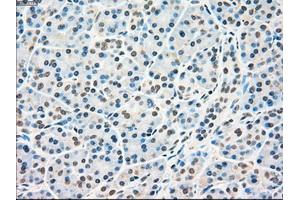 Immunohistochemical staining of paraffin-embedded pancreas tissue using anti-RAD9Amouse monoclonal antibody. (RAD9A antibody)